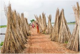 Increase in MSP for raw jute: Boost to farmers' income and green economy